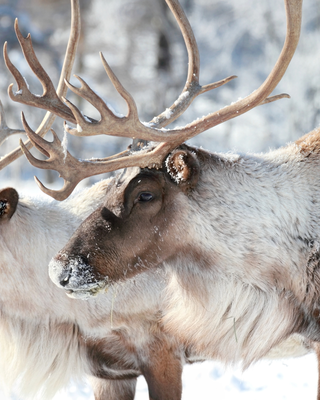Lapland reindeer